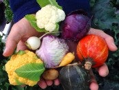 funding for community food projects