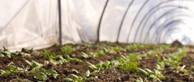 Season Extension with High Tunnels