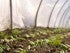 Season Extension with High Tunnels