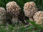Midwest Mushroom Foraging