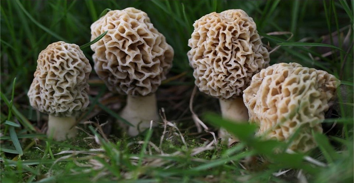 Midwest Mushroom Foraging
