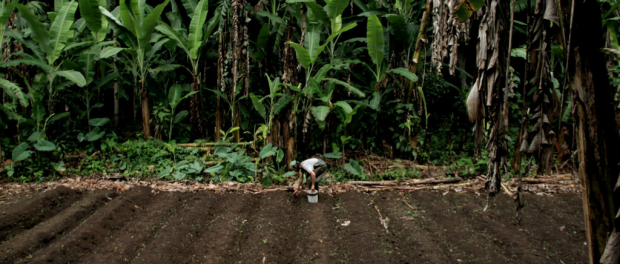 Farming in Hawaii