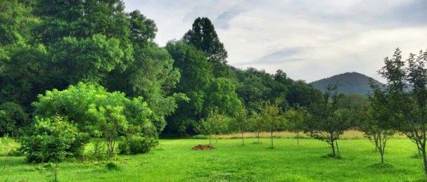 North Carolina Homesteading