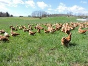 happy chickens