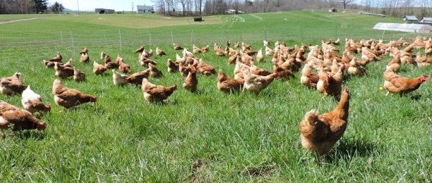 happy chickens