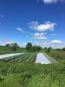 organic farm field