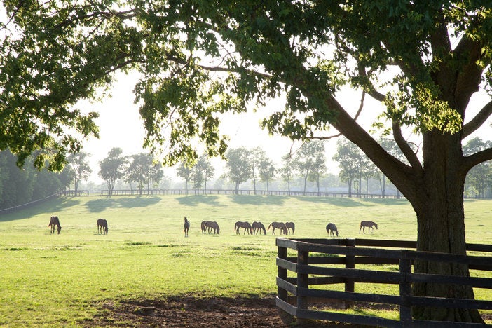 Kentucky horse farm