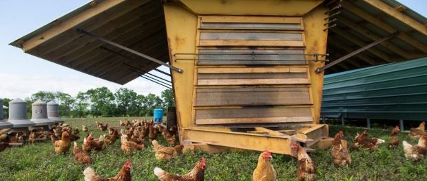 pastured poultry production