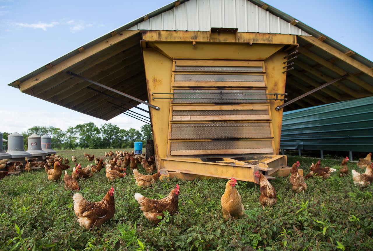 pastured poultry production
