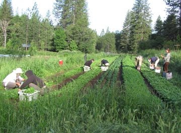 vegetable farming internships