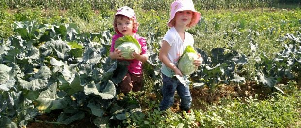 organic vegetable and herb farm