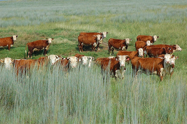 Grasslands Protection Program