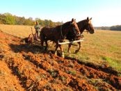 draft horse powered vegetable farm