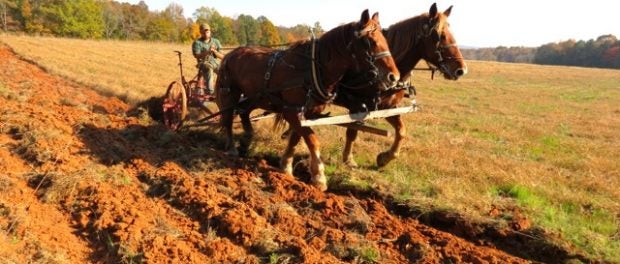 draft horse powered vegetable farm