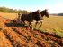 draft horse powered vegetable farm