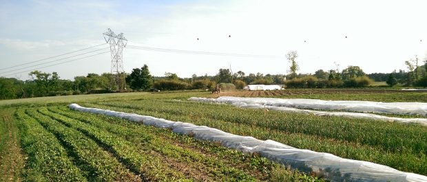 Organic Farm Internships in Michigan