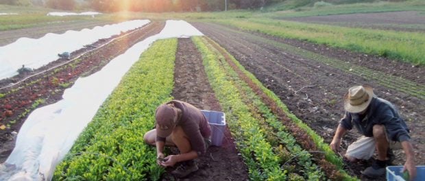 rotating crops and turning profits