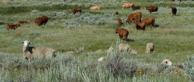 ranch apprenticeship