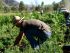 hemp growers education program