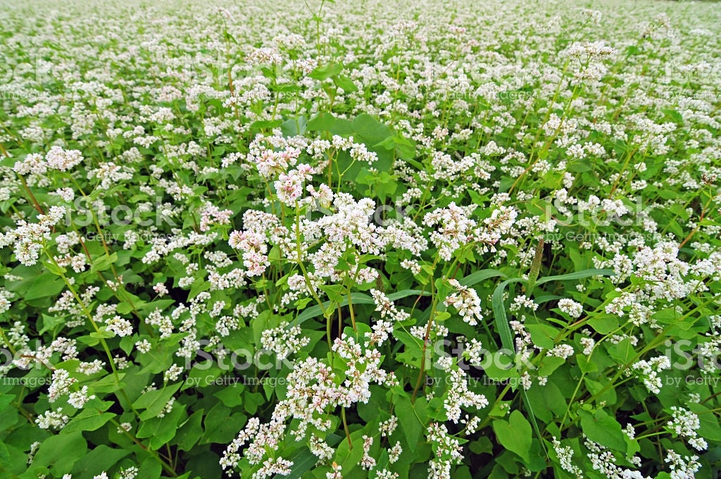 Buckwheat Benefits Nature