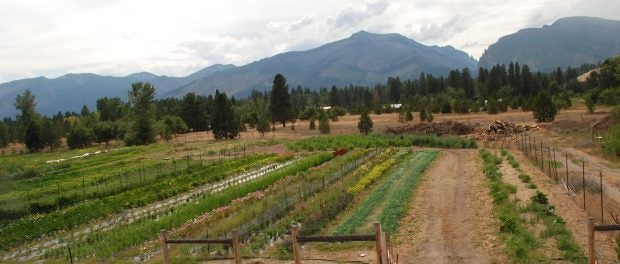 Montana Farms