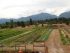 Montana Farms