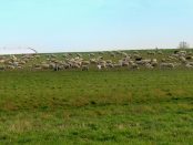 Grass-fed Organic Livestock Farm