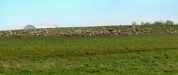 Grass-fed Organic Livestock Farm