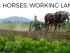 working horses and cattle