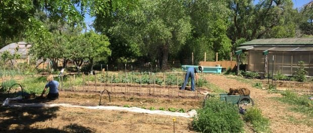 Youth Garden Project