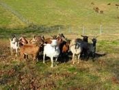 raising dairy goats