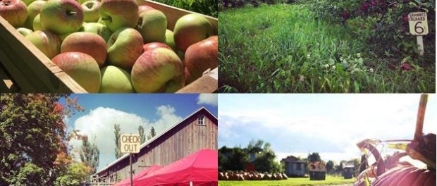 Wisconsin Orchard