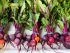 bunches of beets