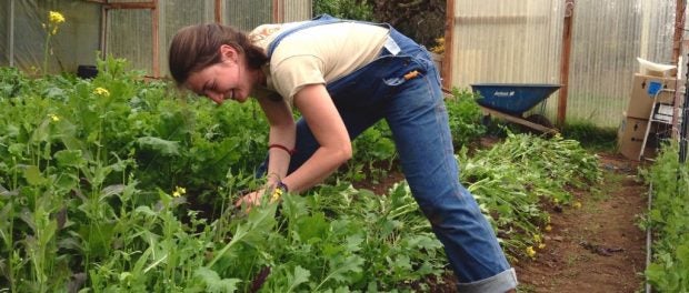 rouge farm corps