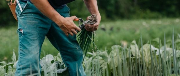 organic farming internships in Michigan