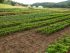 organic farm apprenticeship and internship