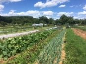 project grows Virginia