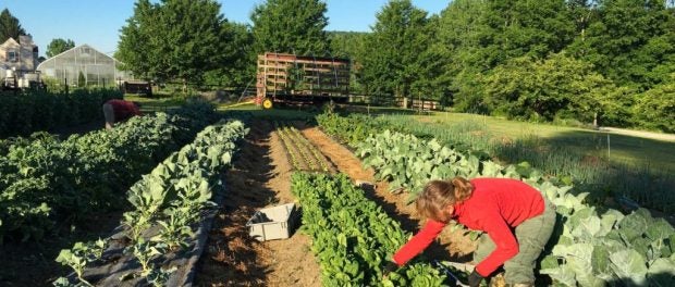 Red Shirt Farm