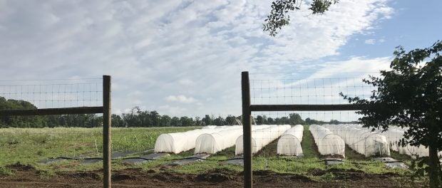 Snapping Turtle Farm