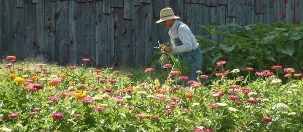 Cooks Garden