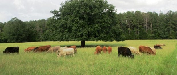 High Hope Farm