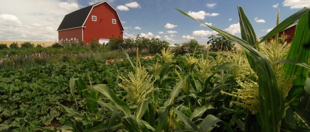 crop insurance for organic farmers