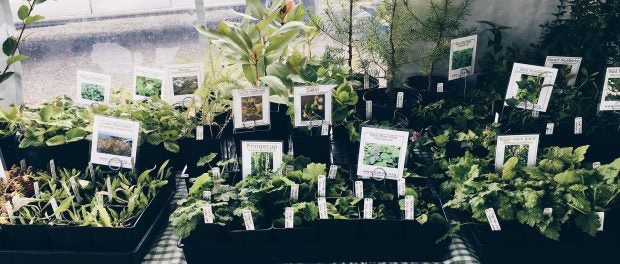 Native Plants Nursery Production