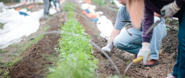 Genesis Gardens Volunteer Farm