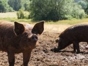 picture of pigs in the mud