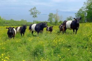Grazing, Pasturing, Grass Feeding, and Rotation Management
