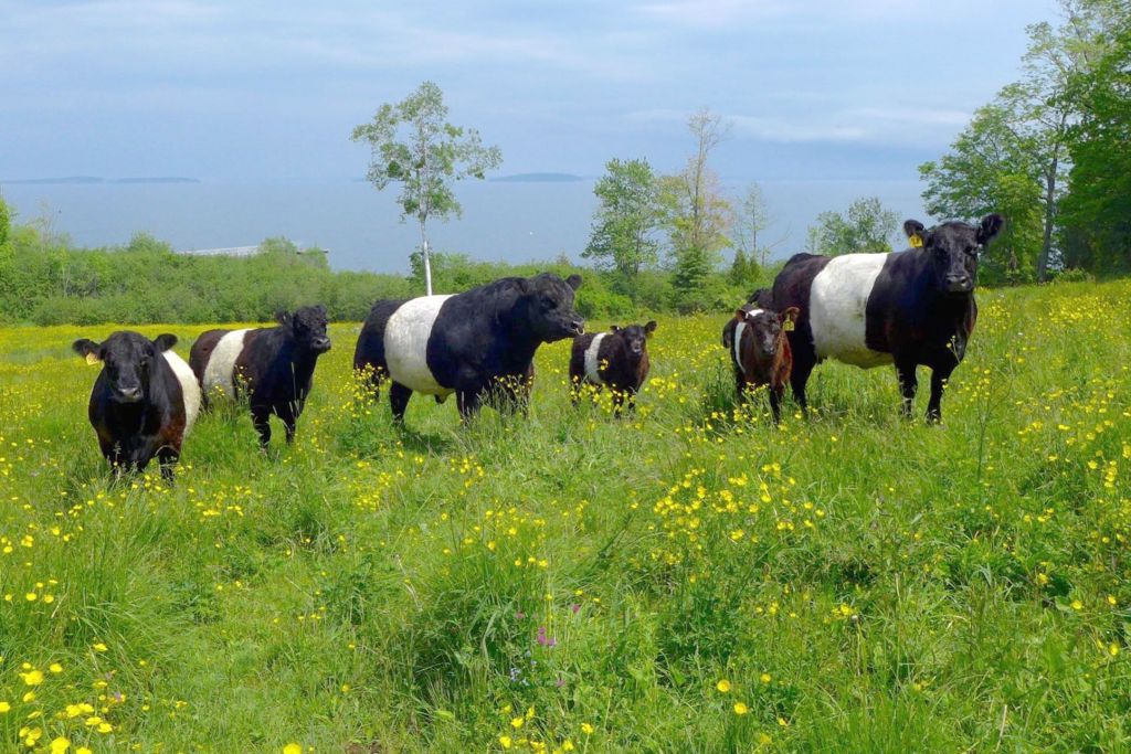Training Livestock to Electric Fences - Cooperative Extension: Livestock -  University of Maine Cooperative Extension