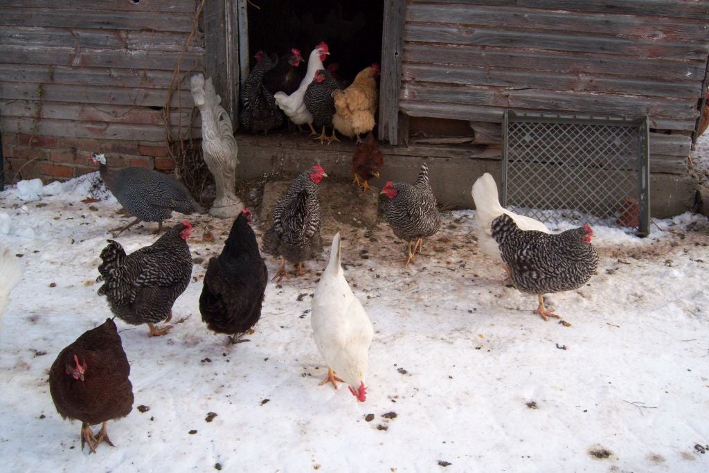 Raising Chickens — Indiana State Poultry Association