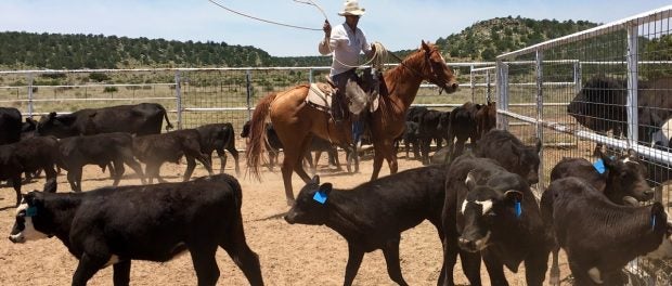 paid farming and ranching apprenticeships