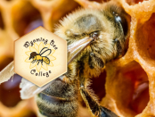 Bee College